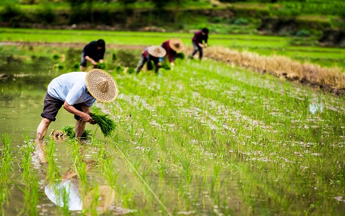 土壤水分測(cè)定儀為差異化節(jié)水灌概提供依據(jù)