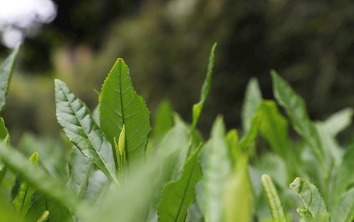 茶葉大國(guó)應(yīng)用，土壤養(yǎng)分檢測(cè)儀可以對(duì)茶葉合理施肥有何等指導(dǎo)作用？