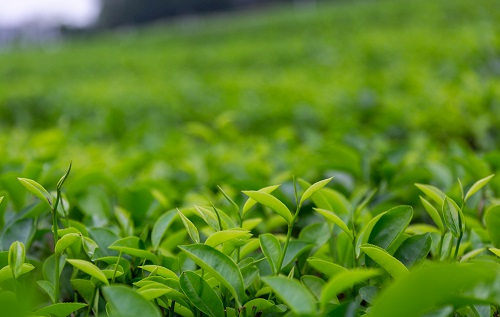 土壤溫濕度儀助推傳統(tǒng)茶產(chǎn)業(yè)優(yōu)質(zhì)發(fā)展，指導(dǎo)灌溉作業(yè)