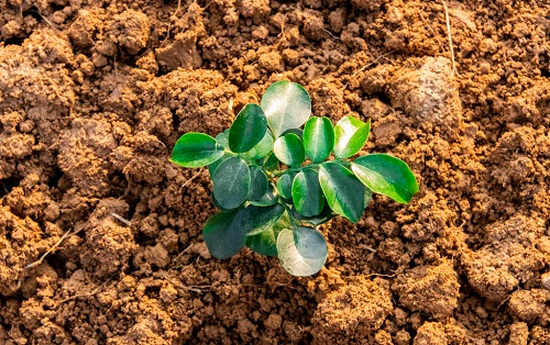 土壤溫度對植物的重要性！土壤溫度計專業(yè)分析