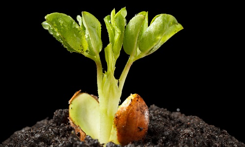 【土壤水分測(cè)定儀】土壤水分對(duì)植物養(yǎng)分吸收的影響
