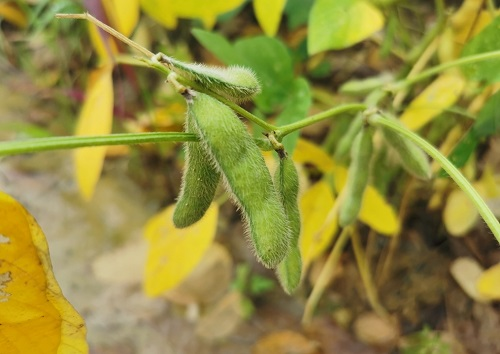 大豆種植不景氣？土壤養(yǎng)分測試儀找到了新出路