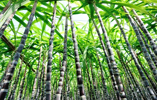 土壤水分測定儀受到甘蔗種植戶的應(yīng)用