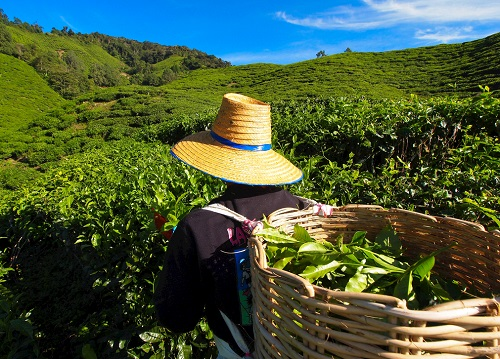 茶園里面的土壤應(yīng)該如何檢測？利用土壤儀器對茶園土壤的有效管理