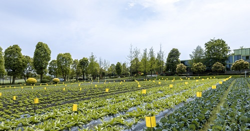 利用土壤緊實(shí)度測定儀分析土壤緊實(shí)度對植物生長的影響