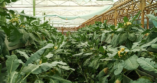 大棚土壤鹽漬化會(huì)對(duì)蔬菜種植（根、葉、果）帶來哪些危害？