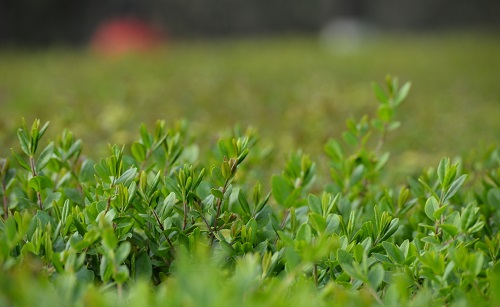土壤分析儀助力園林綠化植物根際對土壤養(yǎng)分的影響